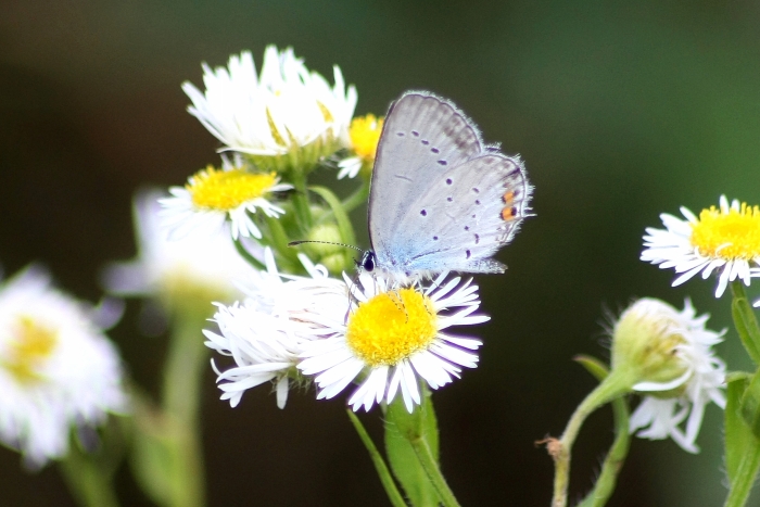 Identificazione licenide